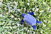 Sea Turtle Key Ring