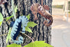 Sea Horse Key Ring